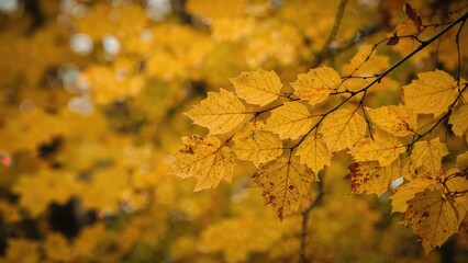 Fototapeta premium Autumn leaves on tree branch during fall season. Nature, foliage, and seasonal change. The concept of autumn and changing seasons.