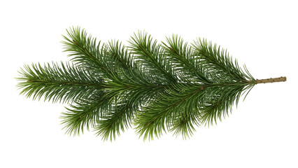 A single green pine tree branch isolated on transparent background with lush needles