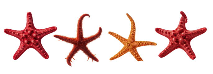 Set Of Starfish isolated on transparent background, Caribbean starfish PNG, (Asteroidea) 