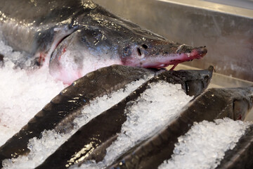 Fresh sturgeon on ice at a bustling fish market early in the morning