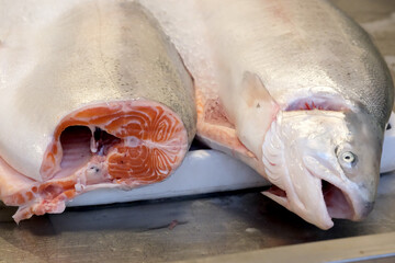 Freshly caught salmon ready for culinary creativity in the kitchen