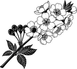 Hand Drawn Cherry Blossom Flower Branch Vector
