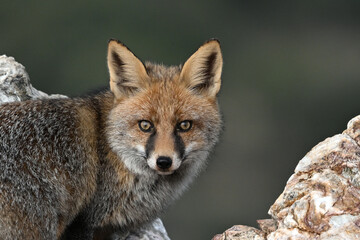 Red fox (Vulpes vulpes) standing on a rock