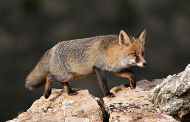 Red fox (Vulpes vulpes) standing on a rock