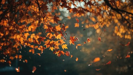 Autumn leaves on tree branches with falling leaves and warm sunlight in the background. Nature and seasonal scene. The beauty of fall foliage.