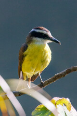Close-up of Great Kiskadee (Pitangus sulphuratus) perched on a branch, with bright yellow chest and black eye stripe, in sharp focus against the dark uniform blue-gray background.