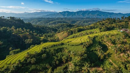 Fototapeta premium Lush green hills and rice terraces in a rural landscape with mountains in the background. Agricultural and scenic countryside. Nature and farming scenery.