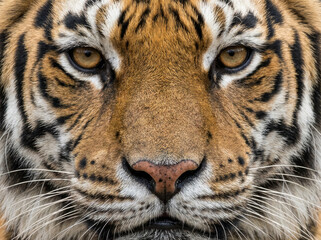 Extreme Close-Up Portrait of a Majestic Tiger Face with Intense Yellow Eyes and Detailed Fur Texture