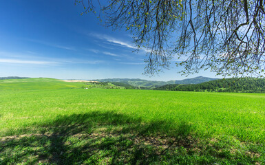 nature, summer, spring, greenery, sunny day, the arrival of summer, grass, trees, view, without people, relaxation, silence, outside the city, peace, the most beautiful, flora,

