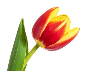 Naklejka premium Close-up of a vibrant red and yellow tulip against a clean white background