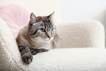 Cute cat in armchair at home, space for text