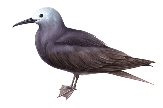 Hand drawn watercolor Noddy Tern seabird illustration