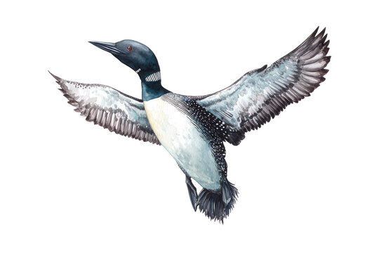 Flying Common Loon hand drawn watercolor bird illustration