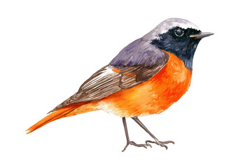 Fototapeta premium Male Redstart hand drawn watercolor garden bird art