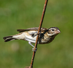 A female White browed Meadowlark poses on a small branch in the forest of North Carolina in the spring
