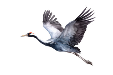 Fototapeta premium Flying Common Crane in flight hand drawn watercolor bird painting