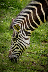 Bright stripes of black and white identfy this zebra, grazing