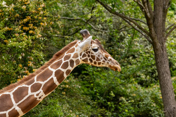Close up of a reticulated giraffe showing the beautiful pattern of its skin