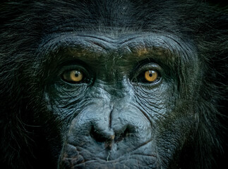 Extreme close of African lowlands, gorilla with eyes wide open