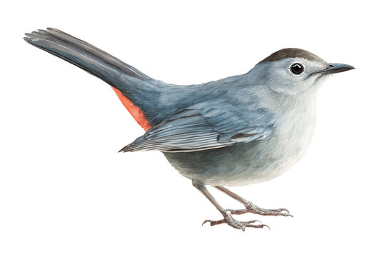 Gray Catbird songbird hand drawn watercolor painting