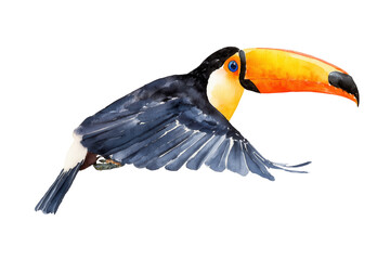 Naklejka premium Toco toucan flying hand drawn watercolor bird illustration