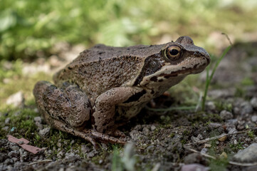 Obraz premium The frog is common but cute