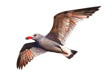 Obraz premium Heermann's gull flying hand drawn watercolor bird art