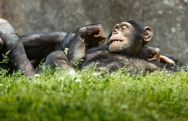 Young lowlands Gorillas roll and play in the tall grass.