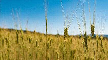Fototapeta premium Sunny gold wheat straws