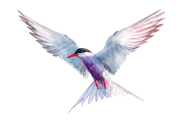 Obraz premium Arctic tern flying hand drawn watercolor bird illustration