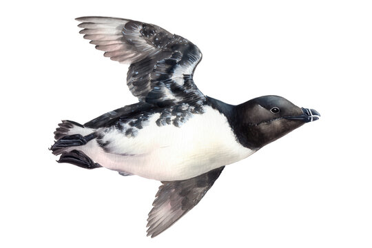 Flying Razorbill Hand Drawn Watercolor Seabird Art