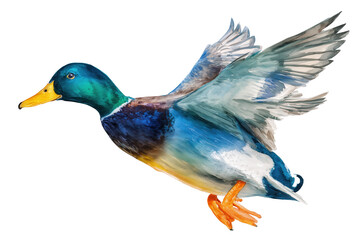 Flying Mallard Duck Hand Drawn Watercolor Bird