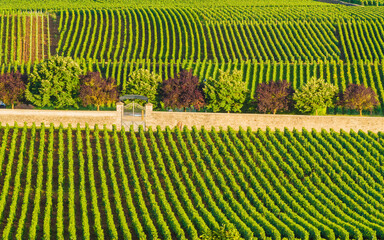 Obraz premium Green vineyards. Pommard wine region, France