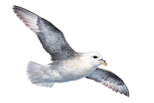 Northern Fulmar Flying Hand Drawn Watercolor Seabird