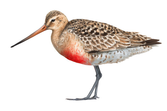 Bar-Tailed Godwit Hand Drawn Watercolor Shorebird