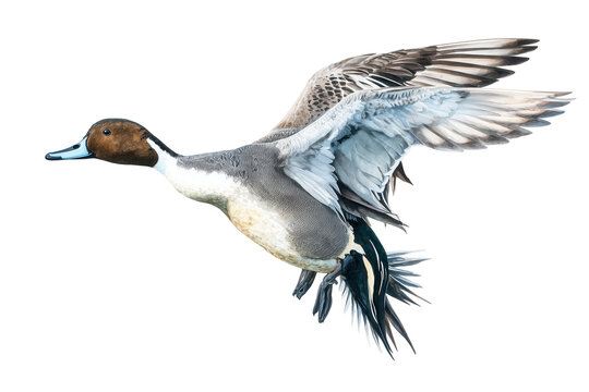 Flying Northern Pintail Hand Drawn Watercolor Duck