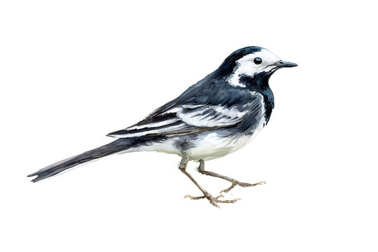White Wagtail hand drawn watercolor elegant black and white bird