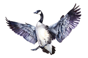 Obraz premium Canada Goose landing hand drawn watercolor bird with wings spread