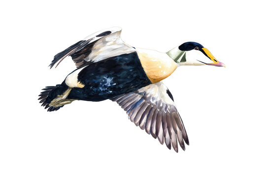 Flying King Eider hand drawn watercolor arctic sea duck