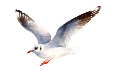 Obraz premium Black-headed Gull flying hand drawn watercolor seabird