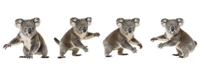 Fotobehang Koala Young Koala Bear in Various poses isolated on transparent background, Koala Bear PNG  © moqddam