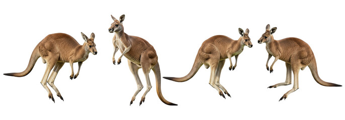 Set Of Kangaroo In Various Poses isolated on transparent background, Kangaroo PNG, Australian Kangaroo  © moqddam