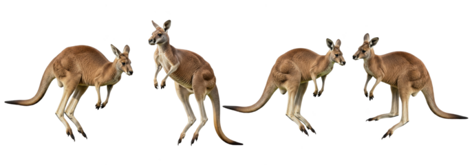 Set Of Kangaroo In Various Poses isolated on transparent background, Kangaroo PNG, Australian Kangaroo 