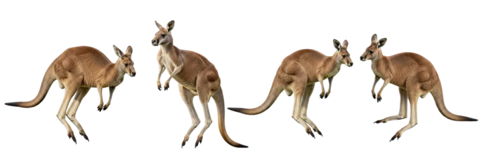 Fotobehang Kangoeroe Set Of Kangaroo In Various Poses isolated on transparent background, Kangaroo PNG, Australian Kangaroo   © moqddam