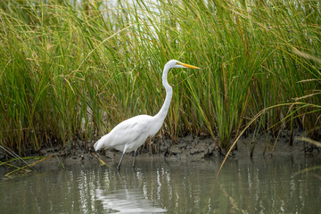 Snowy White Egret