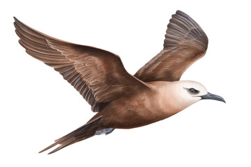 Obraz premium Brown Skua in flight, a hand drawn watercolor bird of prey painting