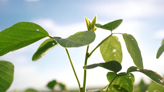 Soybeans and greens planted in a field. Soy plantation crop concept. Sprouting greens lifestyle and leaves of a. soybean. A field of sprouting greens and soybeans planted in a field.