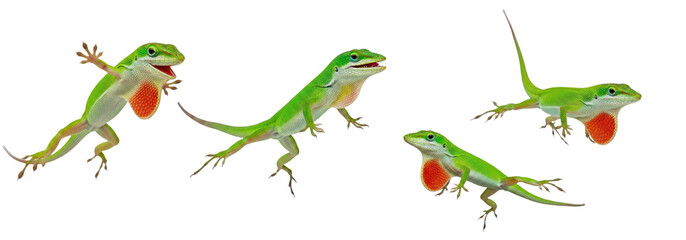 Set of Carolina Anole Isolated on transparent background ,Green Lizard PNG 