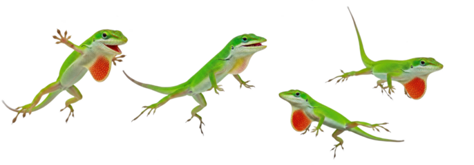 Set of Carolina Anole Isolated on transparent background ,Green Lizard PNG 