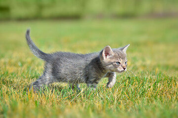 Hunting small tabby kitten